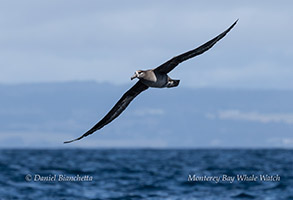 Black-footed Albatross photo by Daniel Bianchetta