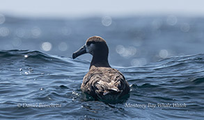 Black-footed Albatross photo by Daniel Bianchetta