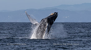 Breaching Humpback Whale photo by Daniel Bianchetta