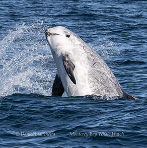 Breaching Risso's Dolphin photo by Daniel Bianchetta