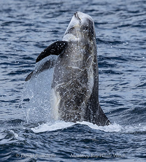 Breaching Risso's Dolphin photo by Daniel Bianchetta