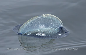 By-The-Wind-Sailor (Velella Velella) photo by Daniel Bianchetta