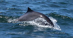 Harbor Porpoise photo by Daniel Bianchetta