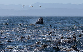 Humpback Whale feeding with Sea Lions photo by Daniel Bianchetta