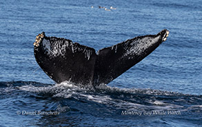 Humpback Whale ID photo by Daniel Bianchetta