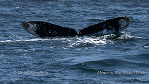 Humpback Whale Snowy Owl ID photo by Daniel Bianchetta
