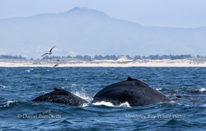 Humpback Whale cow-calf pair arching their backs to dive together photo by Daniel Bianchetta