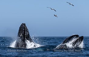 Humpback Whales lunge-feeding photo by Daniel Bianchetta
