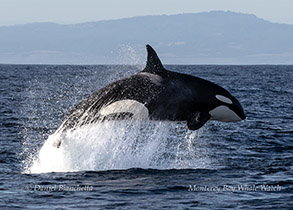 Killer Whale (Orca) photo by Daniel Bianchetta