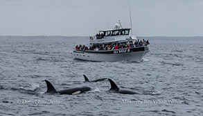 Killer Whales near the Sea Wolf II (Orcas)  photo by Daniel Bianchetta