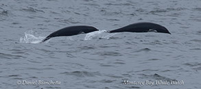 Northern Right Whale Dolphins photo by Daniel Bianchetta