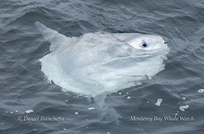Ocean Sunfish (Mola Mola) photo by Daniel Bianchetta