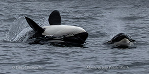 Killer Whale (Orca) surfacing on its back photo by Daniel Bianchetta
