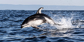 Pacific White-sided Dolphin by Daniel Bianchetta