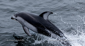 Pacific White-sided Dolphin photo by Daniel Bianchetta