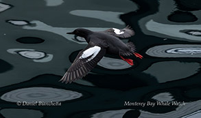 Pigeon Guillemot photo by Daniel Bianchetta