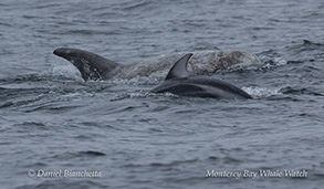 Risso's Dolphin and Pacific White-sided Dolphin photo by Daniel Bianchetta