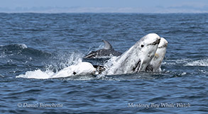 Risso's Dolphins photo by Daniel Bianchetta