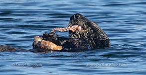 Sea Otter eating an Octopus photo by Daniel Bianchetta