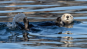 Southern Sea Otter photo by Daniel Bianchetta