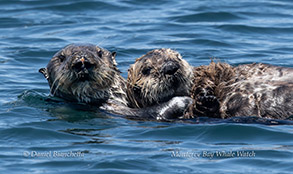 Southern Sea Otter mother and pup photo by Daniel Bianchetta