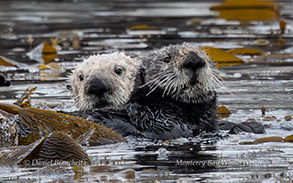  Southern Sea Otters photo by Daniel Bianchetta