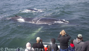 Two friendly humpback whales, photo by Daniel Bianchetta