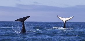 2 Killer Whale tails, photo by Daniel Bianchetta