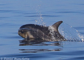 Baby Risso's Dolphin, photo by Daniel Bianchetta
