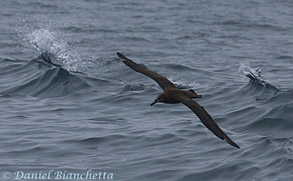 Black-footed Albatross, photo by Daniel Bianchetta