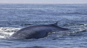Blue whale photo by Daniel Bianchetta