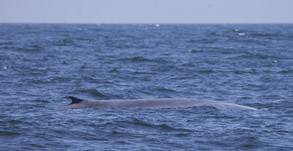 Blue Whale, photo by Daniel Bianchetta