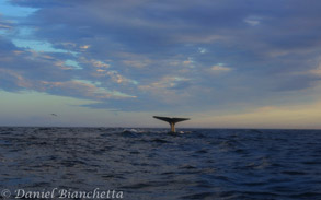 Blue Whale and clouds  photo by Daniel Bianchetta