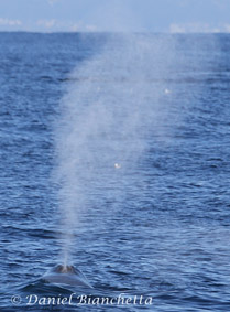 Blue Whale blow, photo by Daniel Bianchetta
