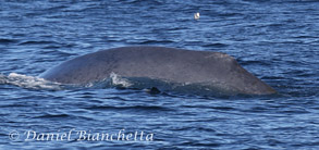 Blue Whale dorsal fin, photo by Daniel Bianchetta