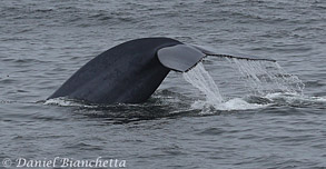Blue Whale Flukes, photo by Daniel Bianchetta