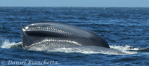 Blue Whale lunge-feeding, photo by Daniel Bianchetta