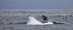 Blue Whale on its side lunge feeding, photo by Daniel Bianchetta