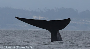 Blue Whale tail,  photo by Daniel Bianchetta