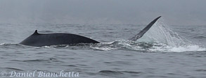 Blue Whale turning sharply, photo by Daniel Bianchetta