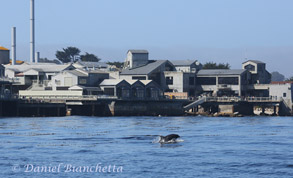 Bottlenose Dolphin near Monterey Bay Aquarium, photo by Daniel Bianchetta