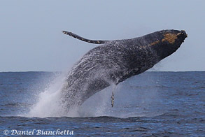Breaching Humpback Whale, photo by Daniel Bianchetta
