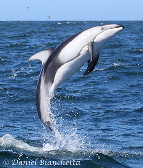 Breaching Pacific White-sided Dolphin, photo by Daniel Bianchetta