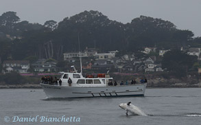 Breaching Risso's Dolphin by Pt. Sur Clipper, photo by Daniel Bianchetta