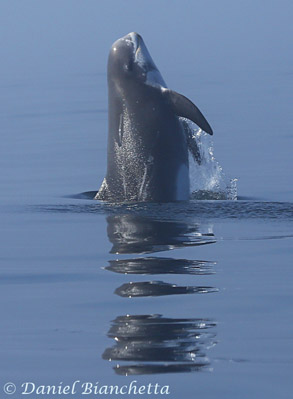 Breaching Risso's Dolphin,  photo by Daniel Bianchetta