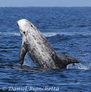 Breaching Risso's Dolphin, photo by Daniel Bianchetta