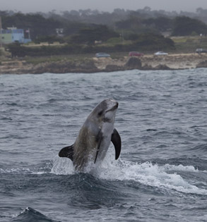 Breaching Risso's Dolphin, photo by Daniel Bianchetta