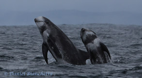 Breaching Risso's Dolphins, photo by Daniel Bianchetta