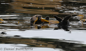California Sea Otter wrapped in kelp, photo by Daniel Bianchetta