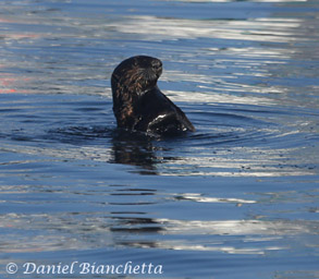 California Sea Otter, photo by Daniel Bianchetta